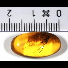 Fossile d'insecte dans de l'ambre